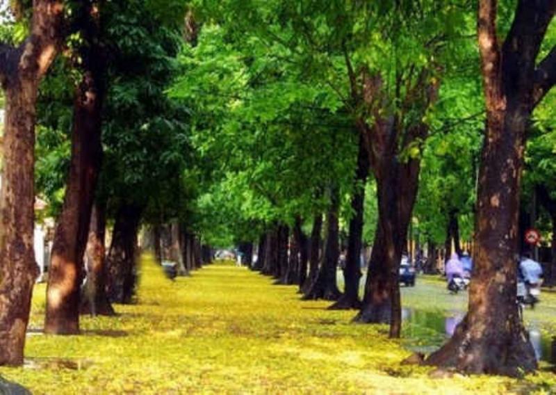 Hình ảnh Hồ Gươm mùa thu với lá vàng rụng lãng mạn ven hồ, thể hiện vẻ đẹp cổ kính và yên bình